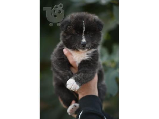 Κουτάβια Akita Inu